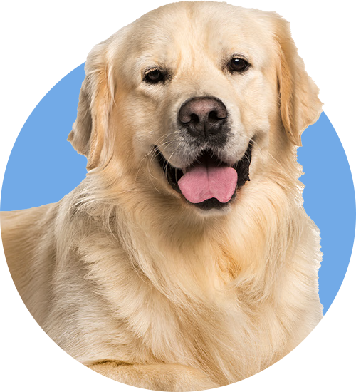 dog laying down